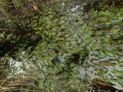 Potamogeton suboblongus