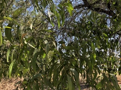 Acacia crassicarpa