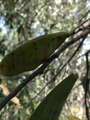 Acacia crassicarpa