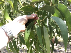 Acacia crassicarpa