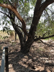 Acacia crassicarpa