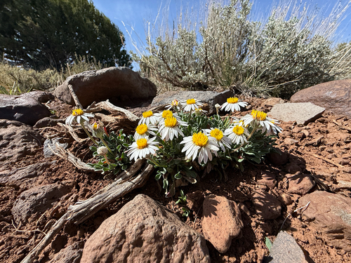 Black Rock Townsend daisy (Townsendia smithii)