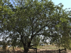 Acacia crassicarpa
