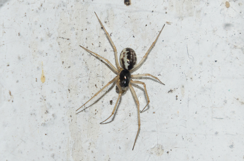 Garden Hammock Spider
