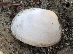 Venerupis largillierti