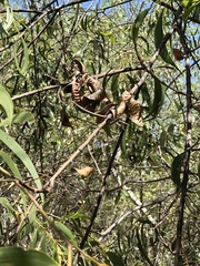 Acacia crassicarpa