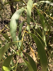 Acacia crassicarpa