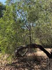 Acacia crassicarpa