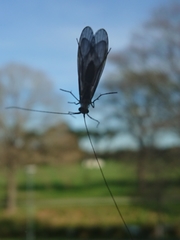 Triplectidinae