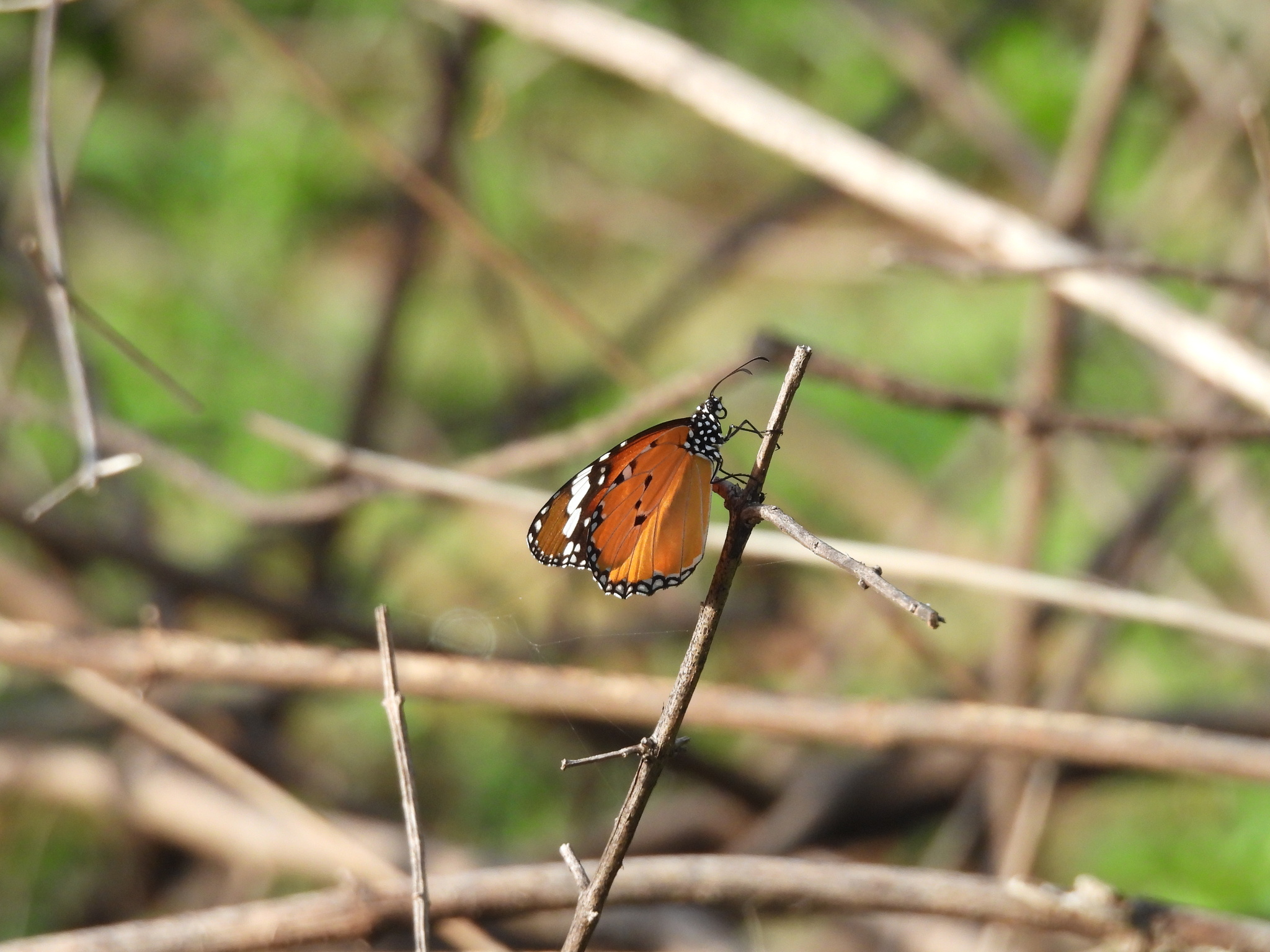 Plain Tiger