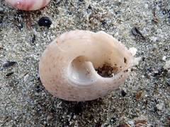 Coelotrochus tiaratus