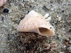 Coelotrochus tiaratus