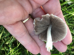 Psathyrella