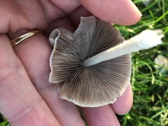 Psathyrella