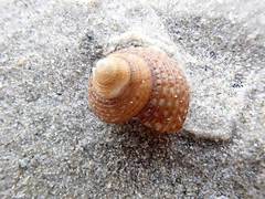 Maurea punctulata