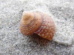 Maurea punctulata