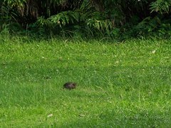 Pternistis bicalcaratus