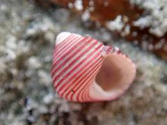 Roseaplagis rufozona