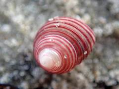 Roseaplagis rufozona