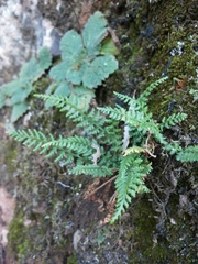 Asplenium fontanum fontanum