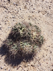 Coryphantha robustispina uncinata