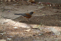 Turdus rufopalliatus