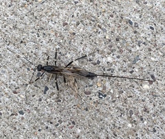 Xorides stigmapterus