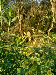 Hermeuptychia gisella