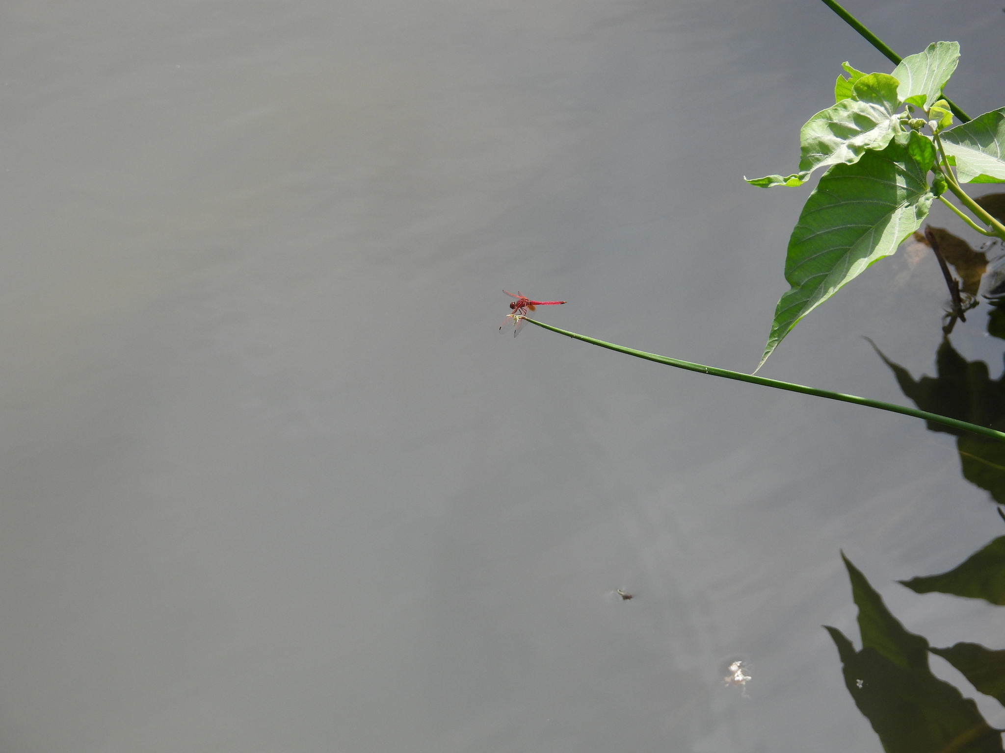 Crimson Marsh Glider