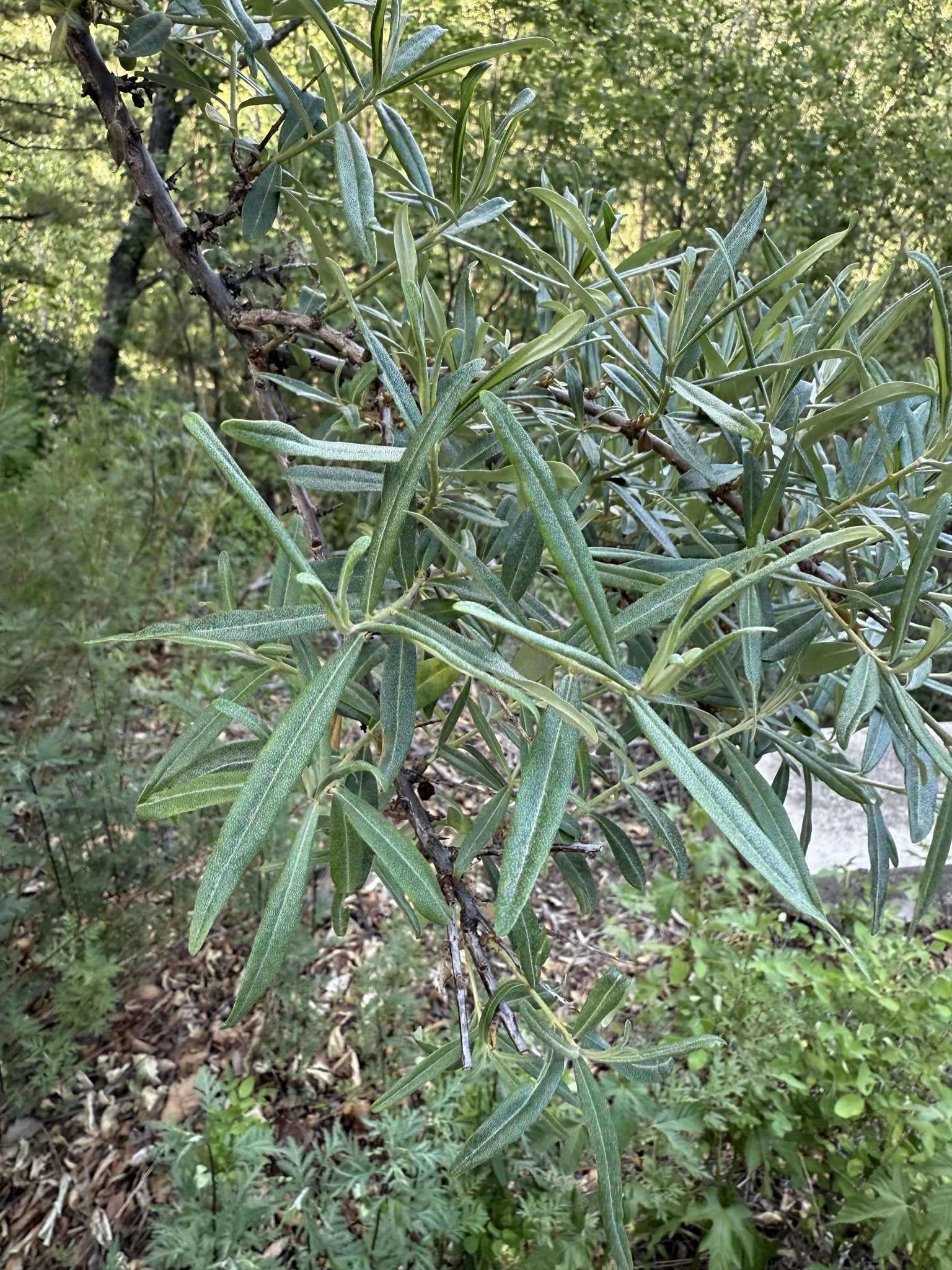 Hippophae sinensis