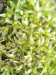 Physcomitrium serratum