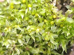 Physcomitrium serratum