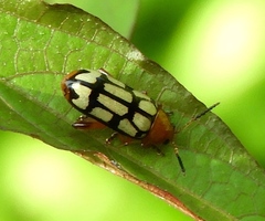 Disonycha scriptipennis