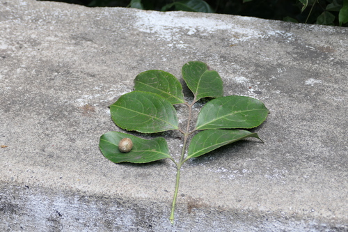 Turpinia malabarica observed 2025-05-12
