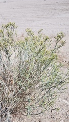 Magnoliopsida