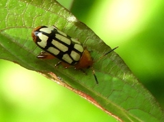 Disonycha scriptipennis