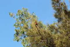 Pyrocephalus rubinus