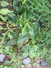 Plantago