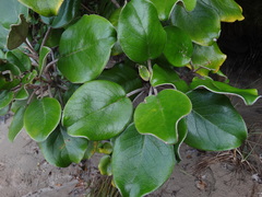 Brachyglottis rotundifolia rotundifolia