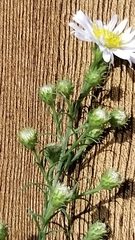 Symphyotrichum ericoides