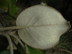Brachyglottis rotundifolia rotundifolia