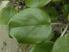 Brachyglottis rotundifolia rotundifolia