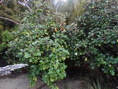 Brachyglottis rotundifolia rotundifolia