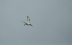 Ceryle rudis