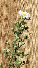 Symphyotrichum ericoides