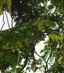 Psittacula krameri