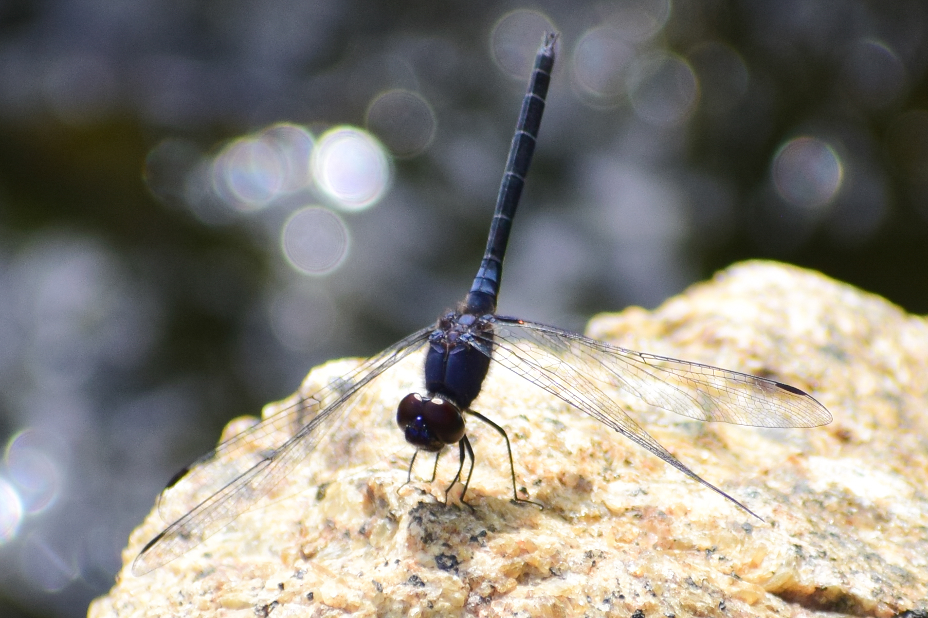 Black Stream Glider