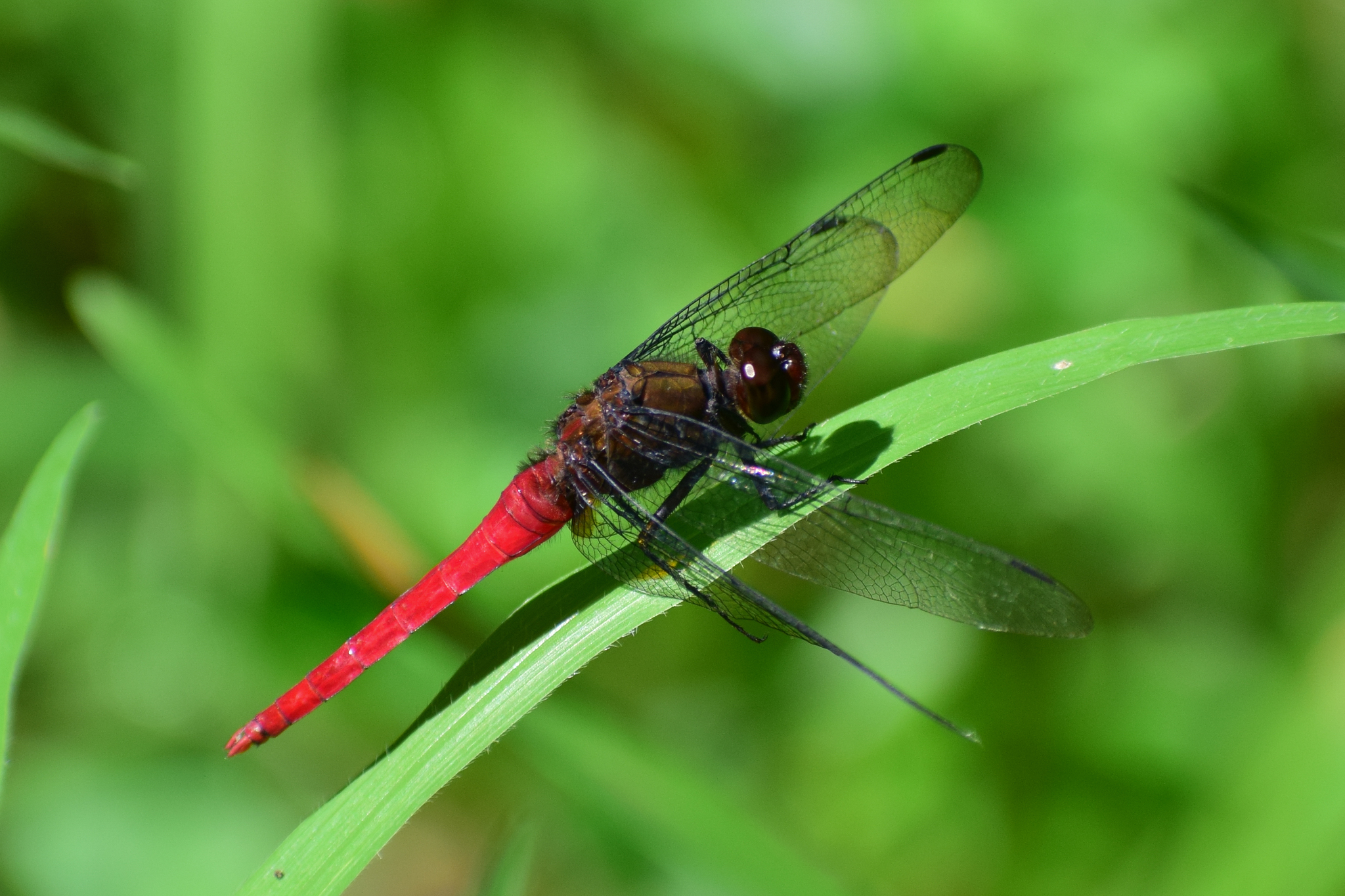 Spine-Tufted Skimmer