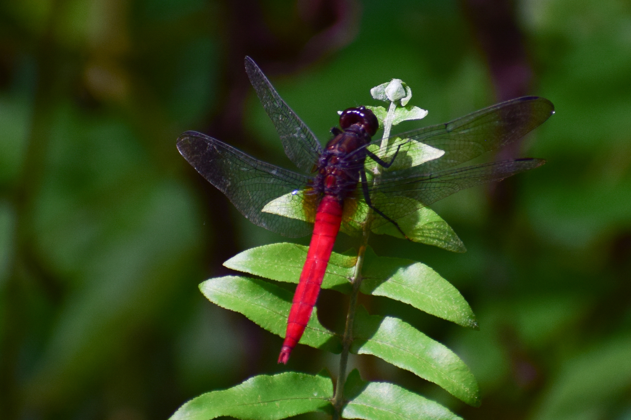 Spine-Tufted Skimmer