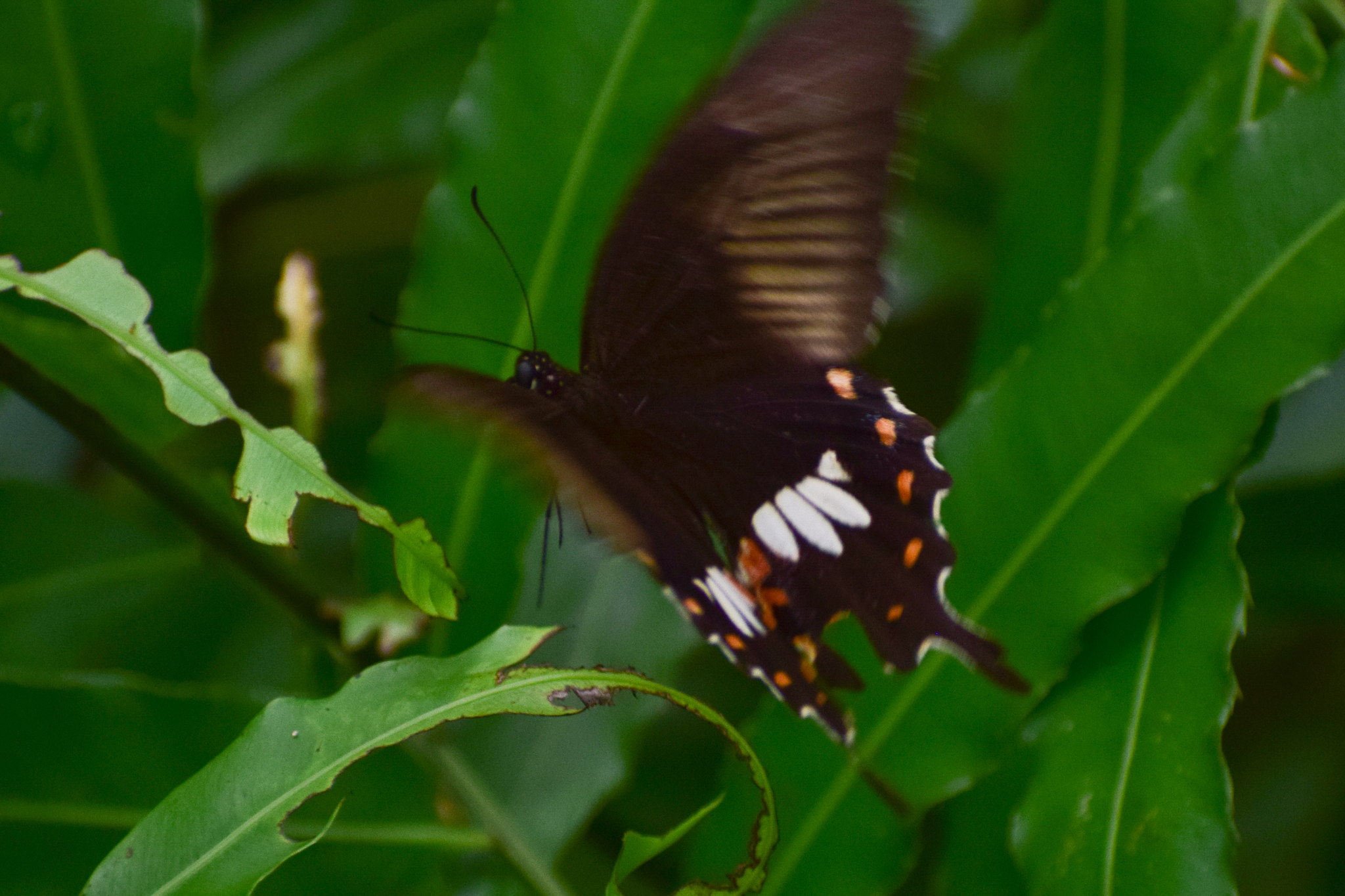 Common Mormon